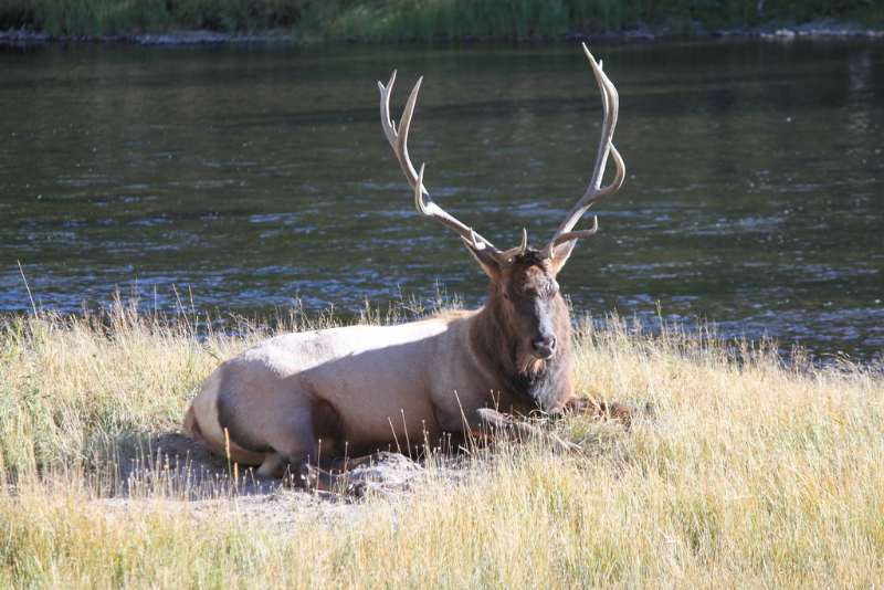 Video Yellowstone - Teton Nationaal Park