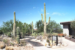 Saguaro Nationaal park