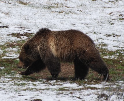 Wildlife Watching in Yellowstone