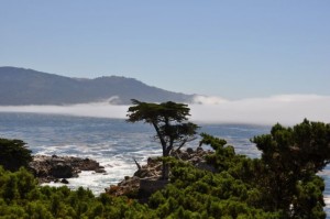 Lone Cypress Tree