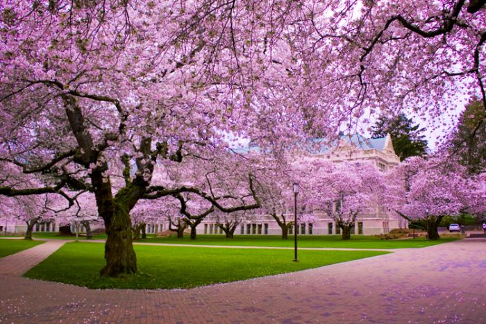 Cherry Blossom Festival Brooklyn Botanic Garden