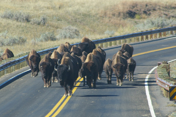 Bizons in Custer State Park 