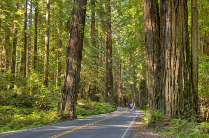 Redwood Highway in Californië. © thinkstock