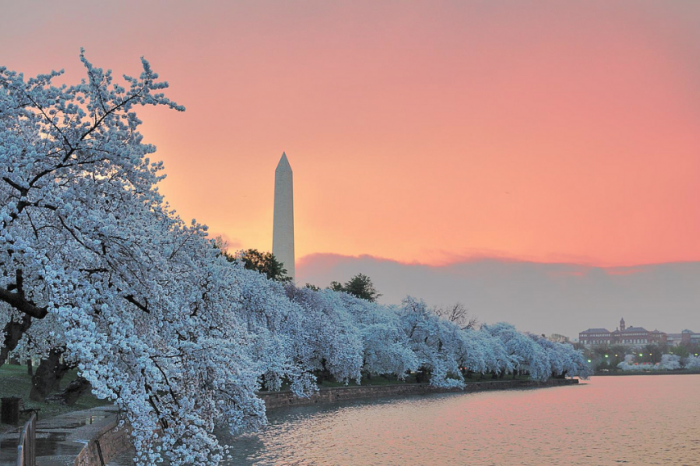 Cherry Blossom - George Brett