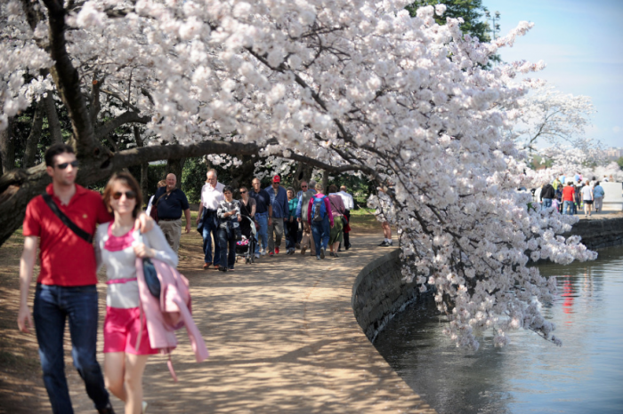 Cherry Blossom - Washington DC