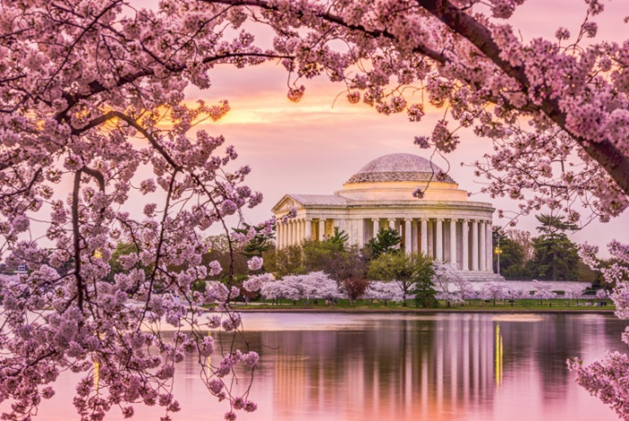 Cherry Blossom - Washington DC