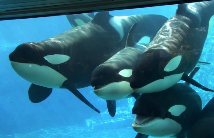 Sea World stopt met fokken orka's