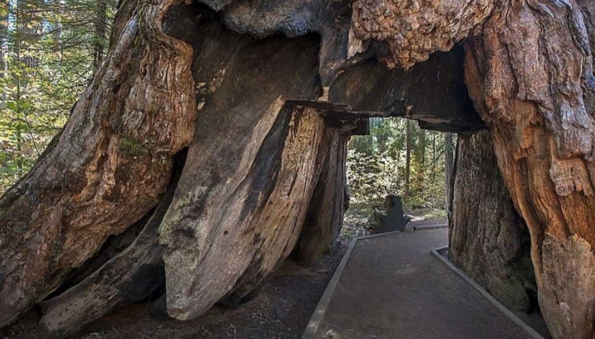 Geliefde Giant Sequoia - Alan Beymer