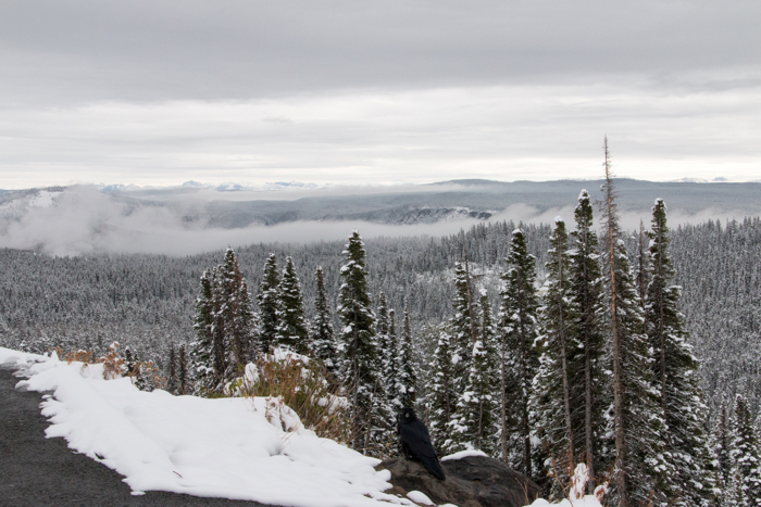 Yellowstone in de sneeuw - Met recht een winter wonderland!