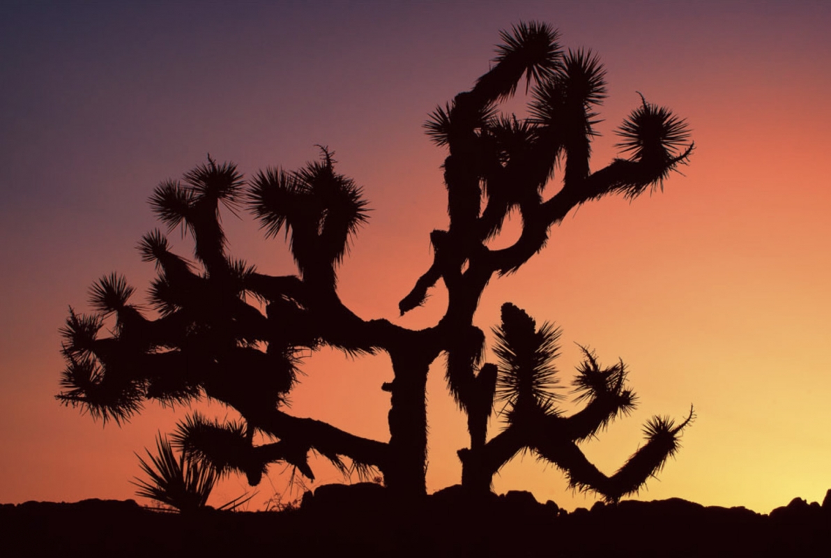 Linda Cochran - Joshua Tree at sunset